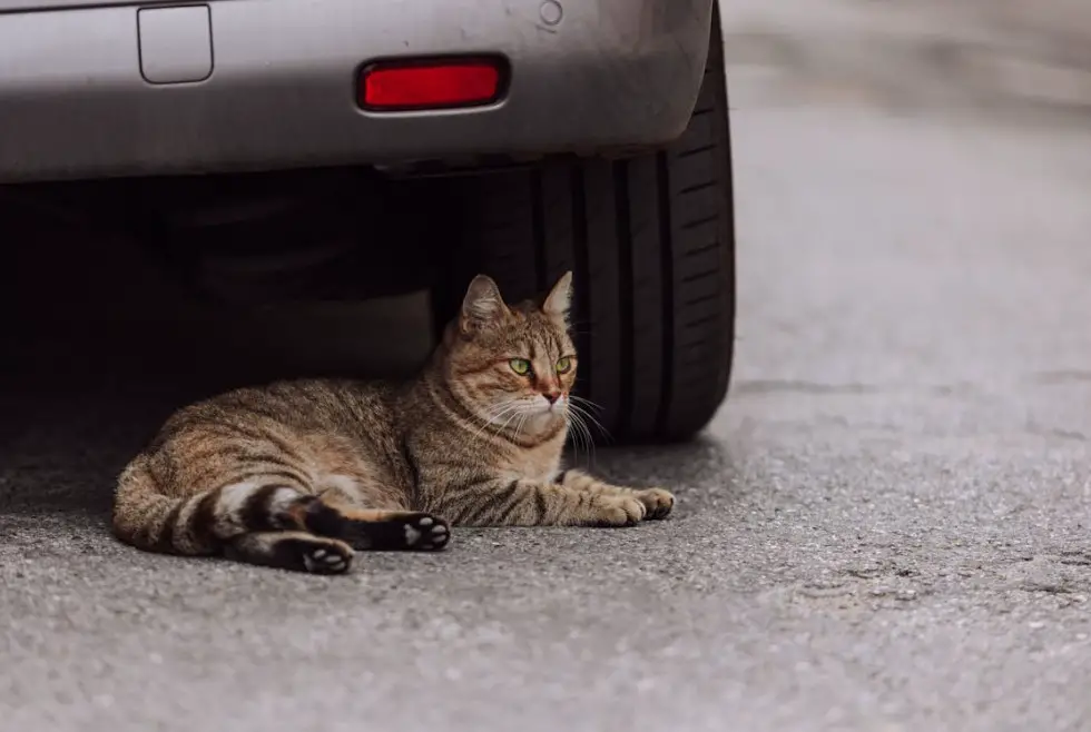 How Do I Keep Cats off My Car