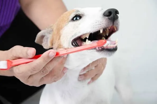 Affordable Dental Care for Dogs