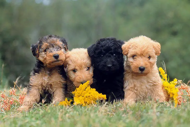 Best Dog Breeder Insurance in USA: Secure Your Pups Now!