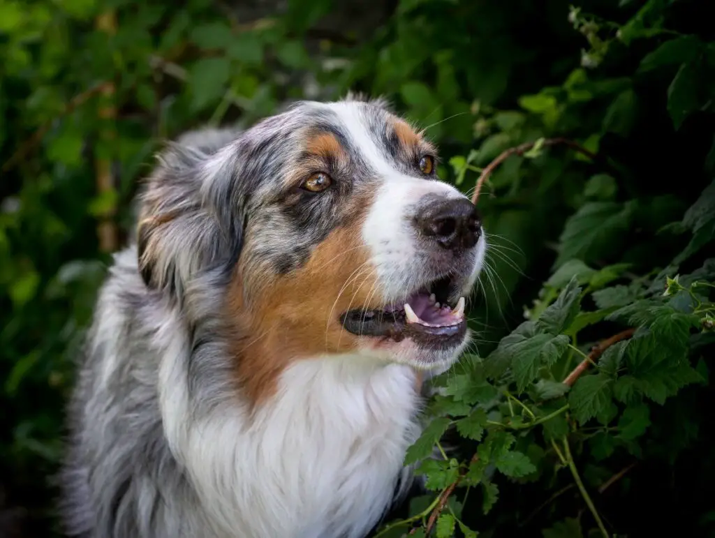 Best Farm Dog Breeds: Top Canine Helpers on Your Homestead