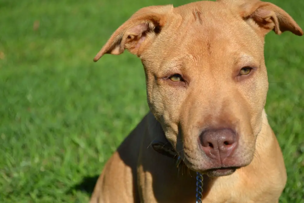 Dog Breeds Mixed With Pitbull