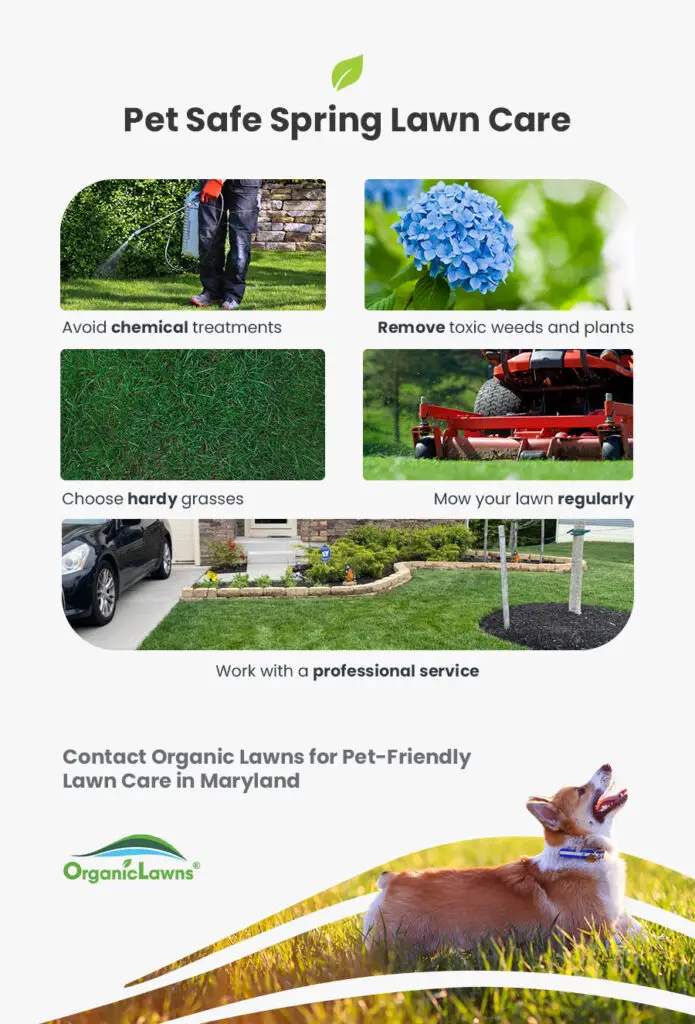 Dog Friendly Lawn Care