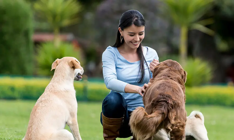 Dog Training Insurance