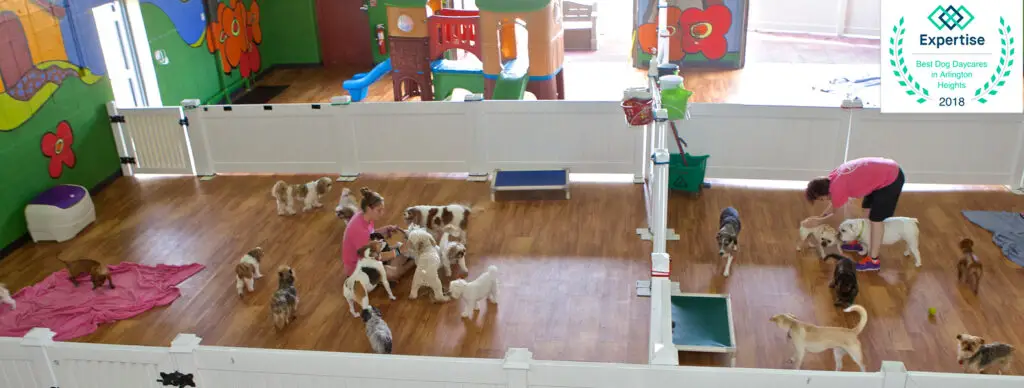 Doggy Day Care for Small Dogs