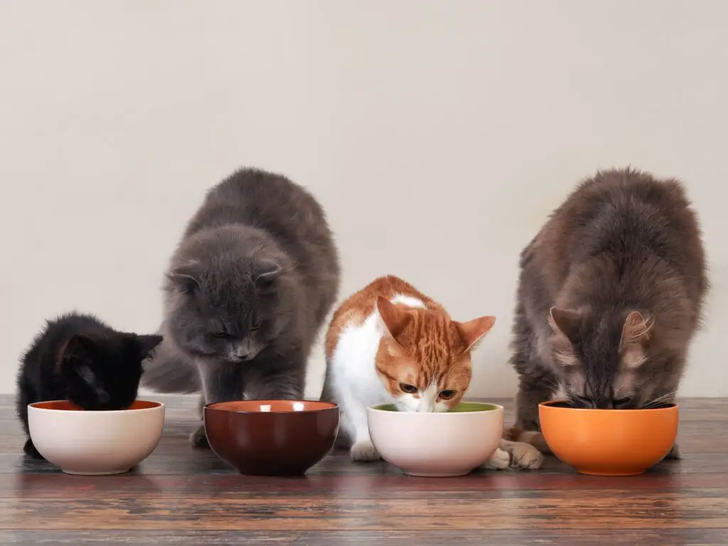 Indoor Health Cat Food: Best Choices for Feline Wellness