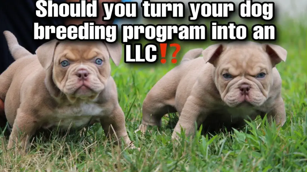 Dog Breeder Llc