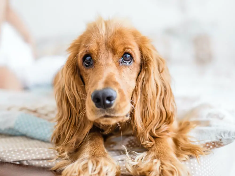 Anxious Dog Breeds