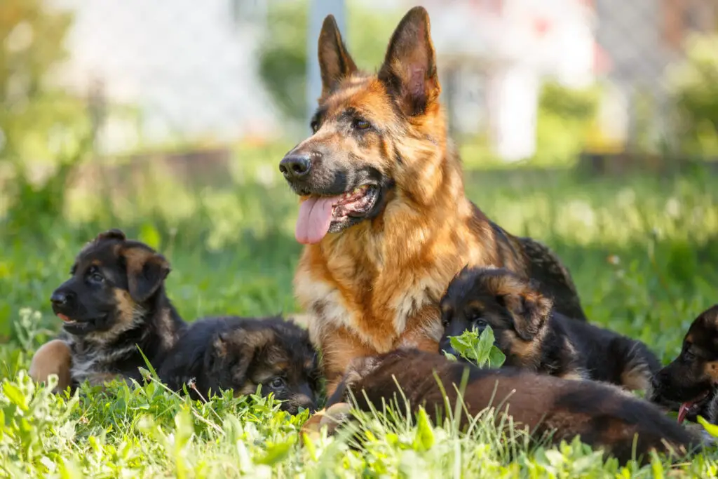 How to Start a Dog Kennel for Breeding