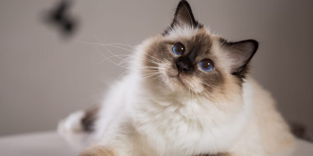 Prettiest Cat Breeds