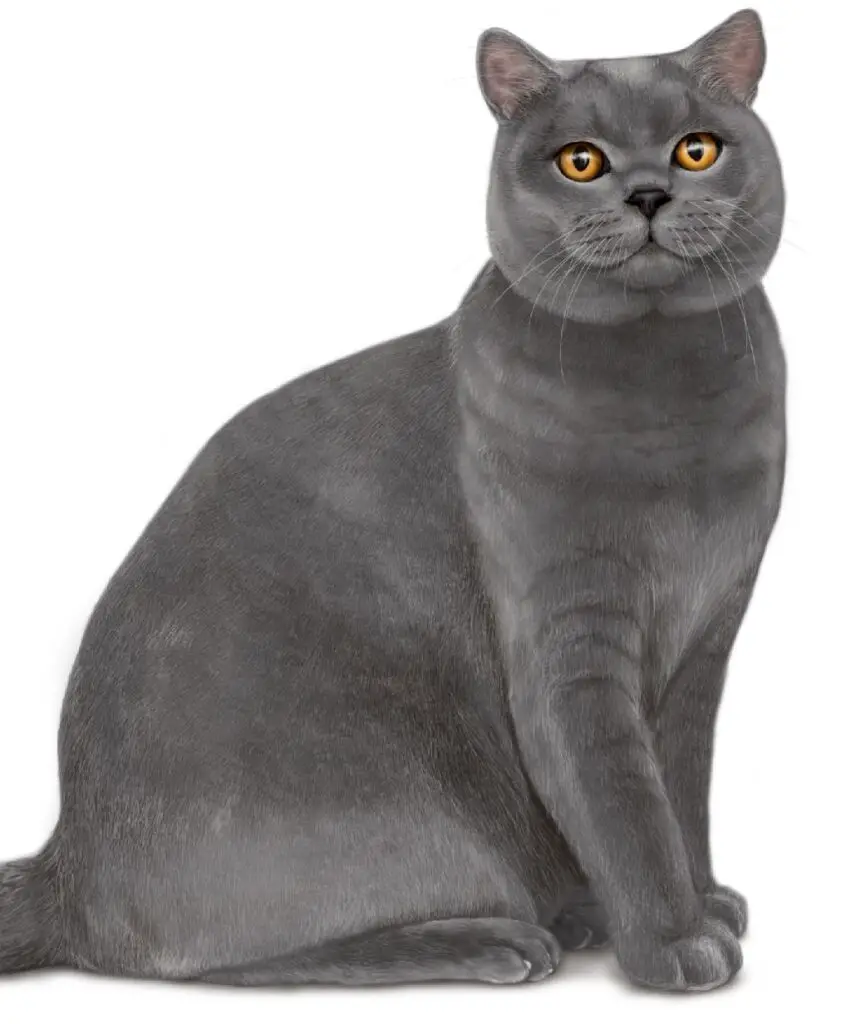 Short Haired Cat Breeds